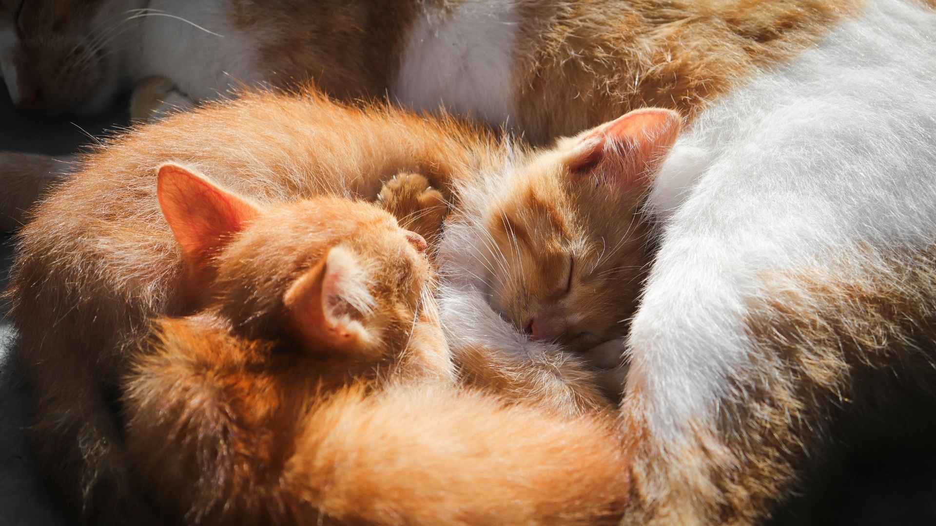 gatitos acurrucados con su madre